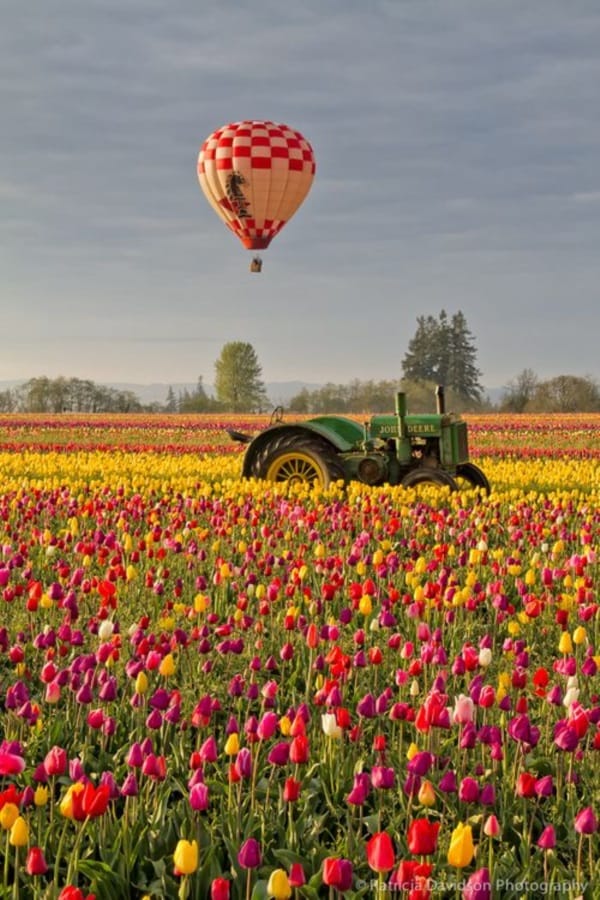 Fascinating Tulip field Pictures Never to be Missed (18)