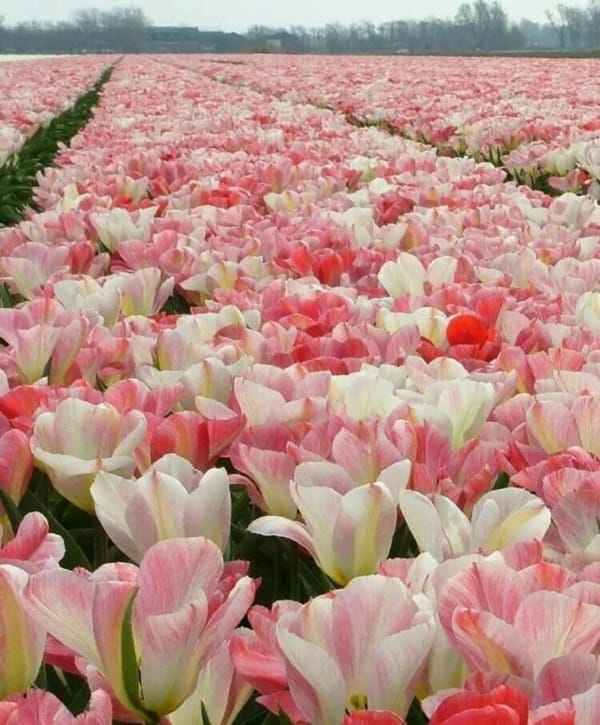 Fascinating Tulip field Pictures Never to be Missed (2)