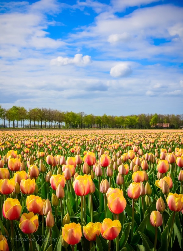 Fascinating Tulip field Pictures Never to be Missed (20)