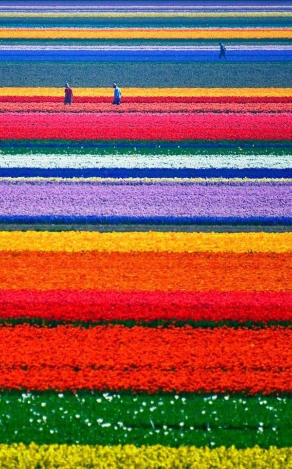 Fascinating Tulip field Pictures Never to be Missed (21)