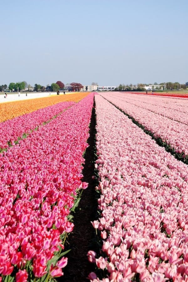 Fascinating Tulip field Pictures Never to be Missed (22)