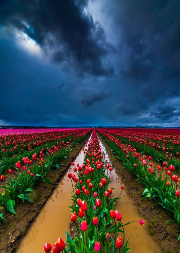 Fascinating Tulip field Pictures Never to be Missed (23)