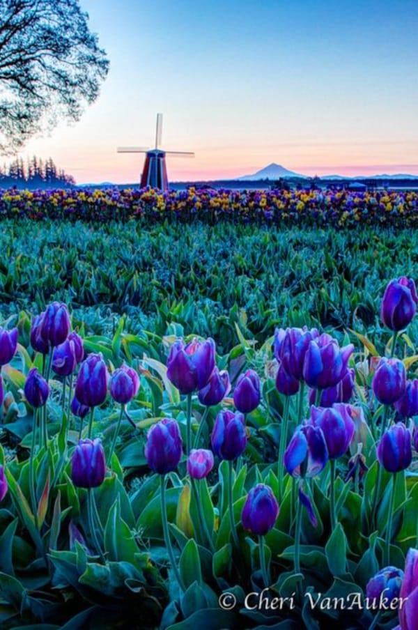 Fascinating Tulip field Pictures Never to be Missed (24)