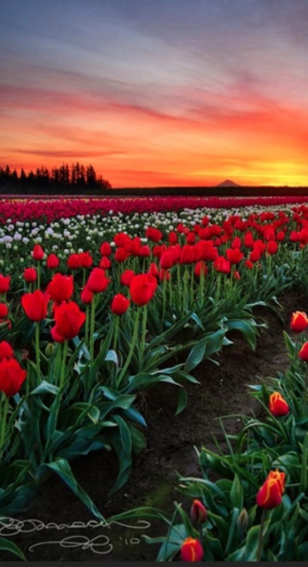 Fascinating Tulip field Pictures Never to be Missed (25)