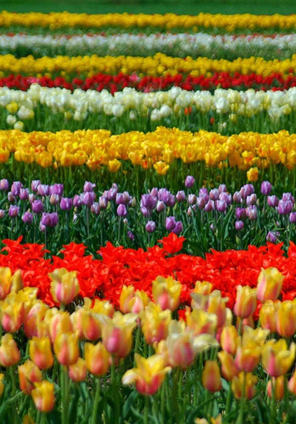 Fascinating Tulip field Pictures Never to be Missed (26)