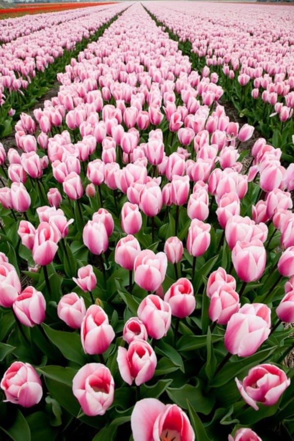 Fascinating Tulip field Pictures Never to be Missed (27)