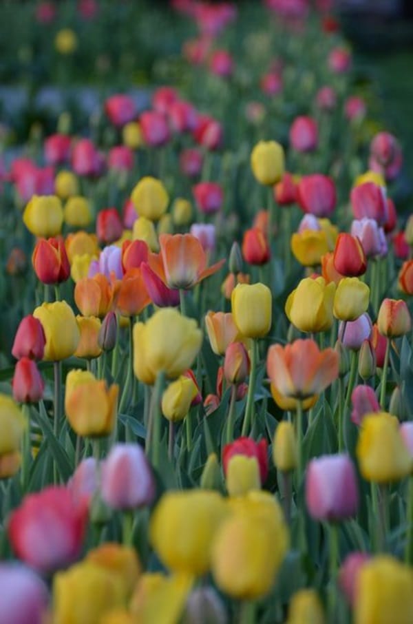 Fascinating Tulip field Pictures Never to be Missed (28)