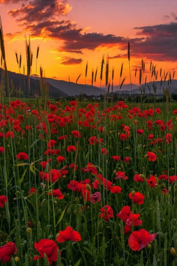 Fascinating Tulip field Pictures Never to be Missed (29)