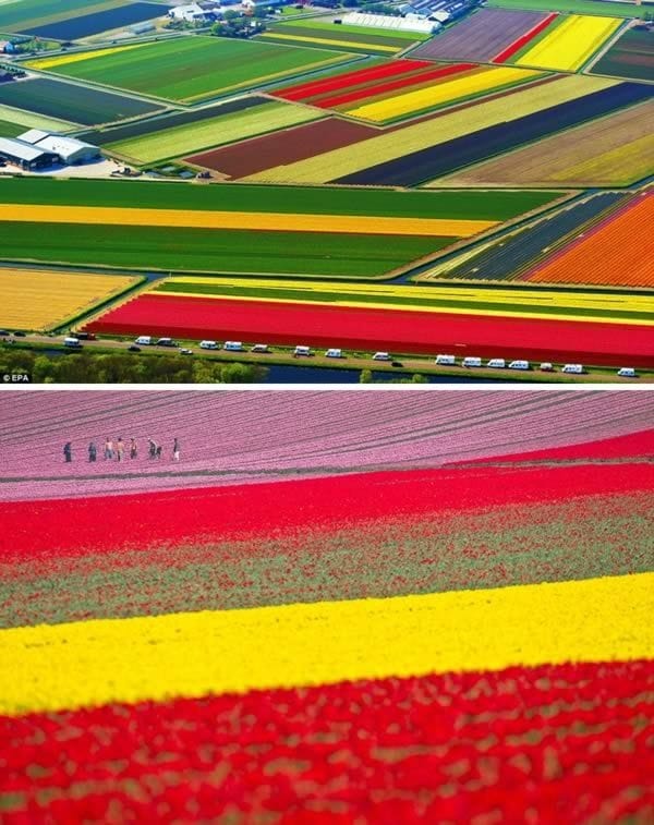 Fascinating Tulip field Pictures Never to be Missed (3)