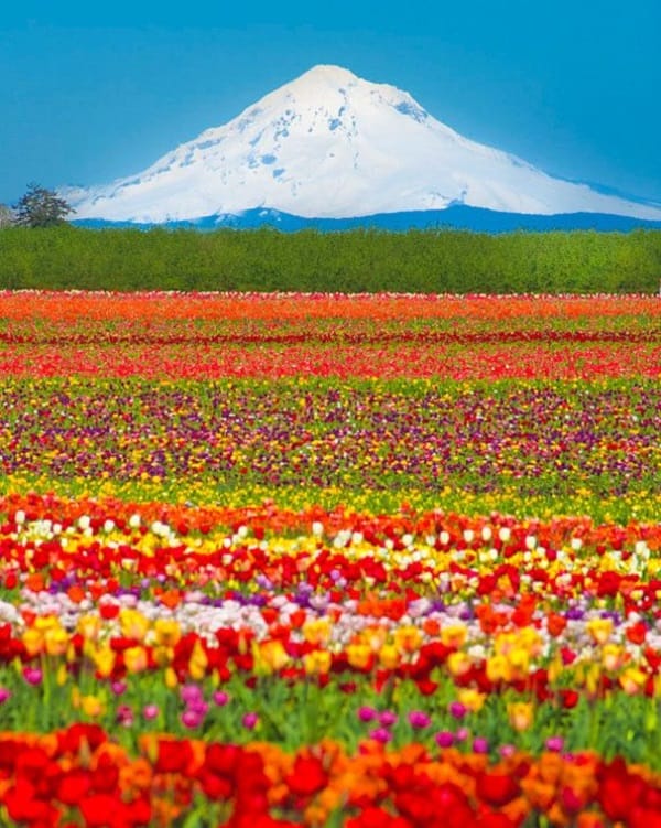 Fascinating Tulip field Pictures Never to be Missed (30)