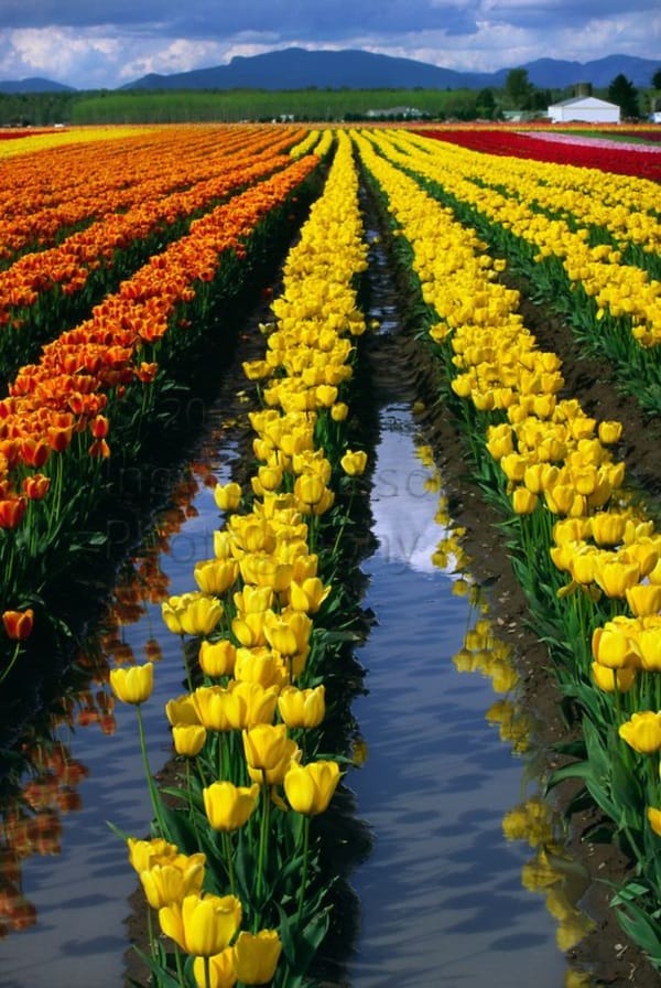 Fascinating Tulip field Pictures Never to be Missed (31)