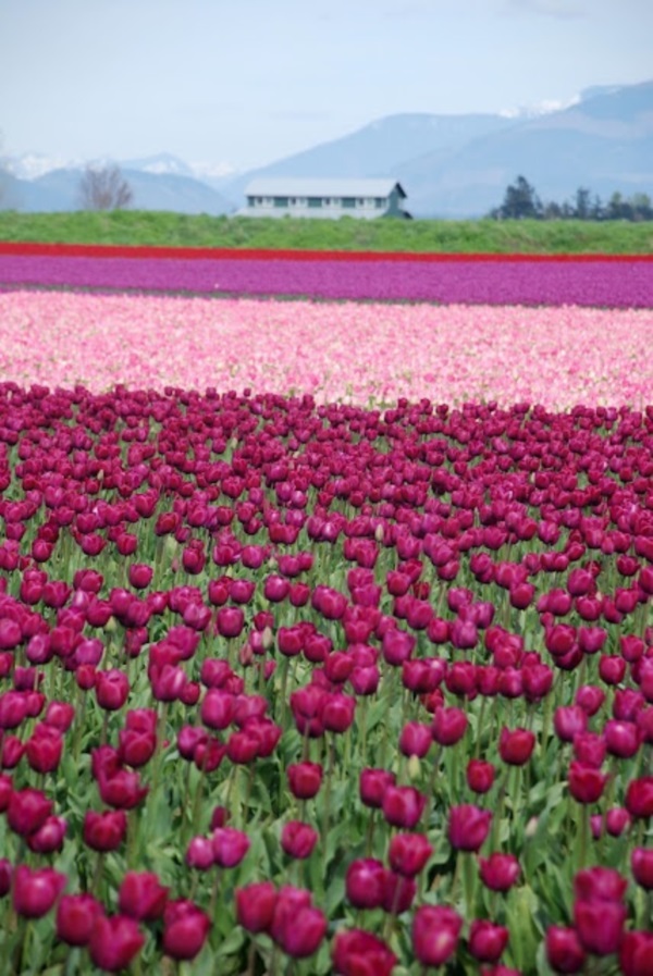 Fascinating Tulip field Pictures Never to be Missed (32)