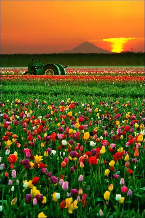 Fascinating Tulip field Pictures Never to be Missed (33)