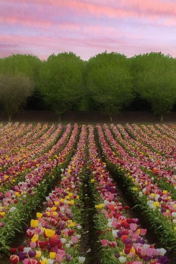 Fascinating Tulip field Pictures Never to be Missed (34)