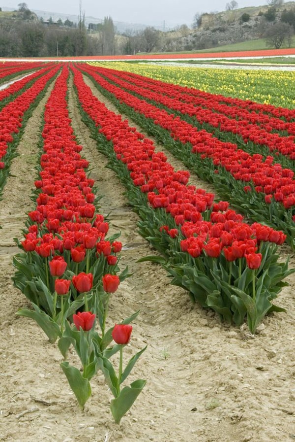 Fascinating Tulip field Pictures Never to be Missed (37)