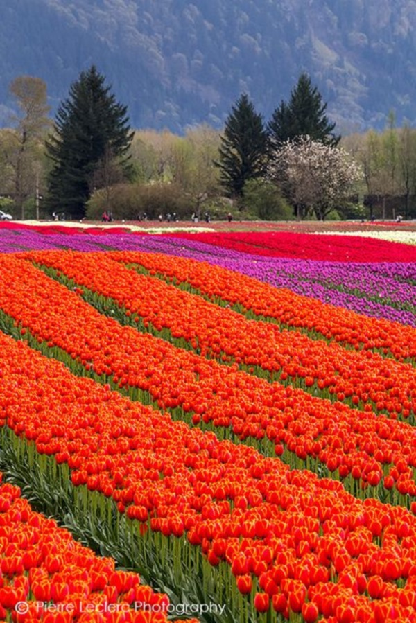 Fascinating Tulip field Pictures Never to be Missed (38)