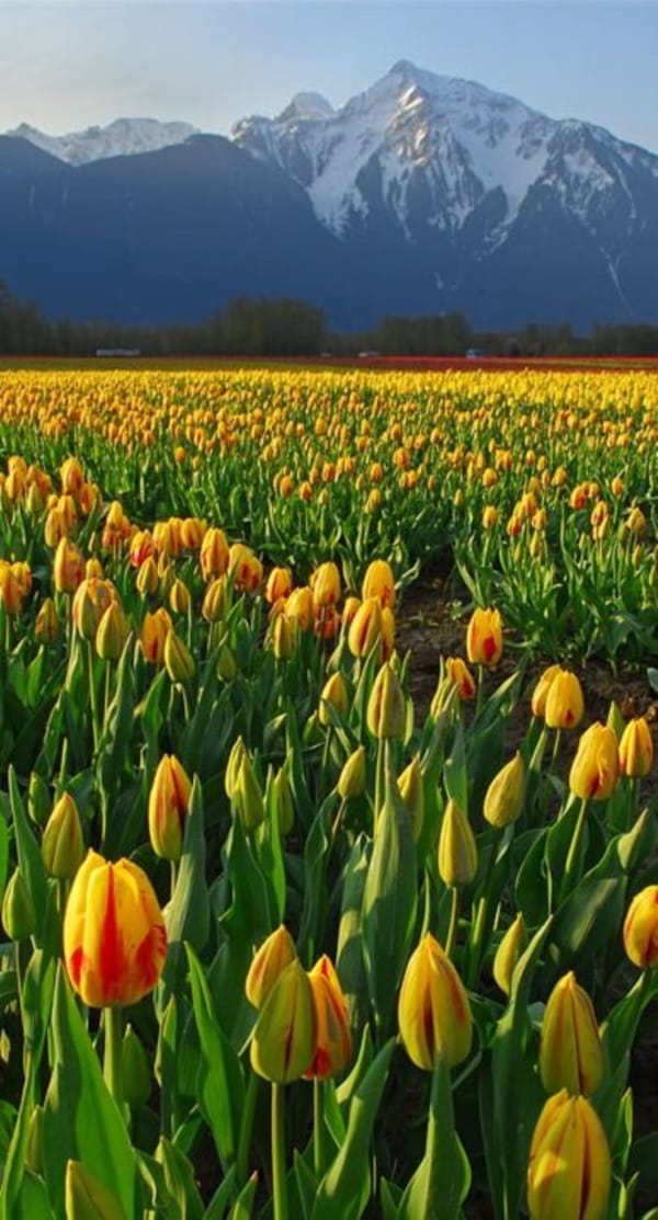 Fascinating Tulip field Pictures Never to be Missed (4)