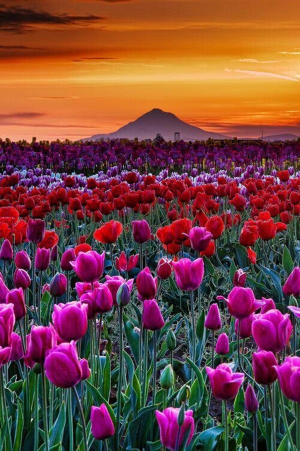 Fascinating Tulip field Pictures Never to be Missed (40)