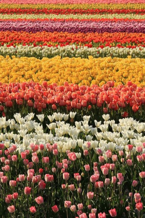 Fascinating Tulip field Pictures Never to be Missed (41)