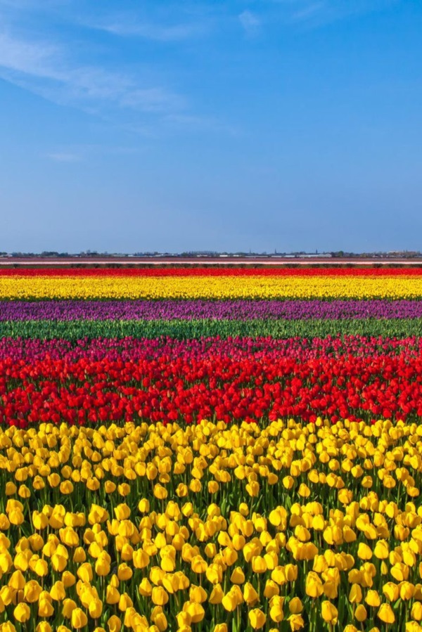 Fascinating Tulip field Pictures Never to be Missed (44)