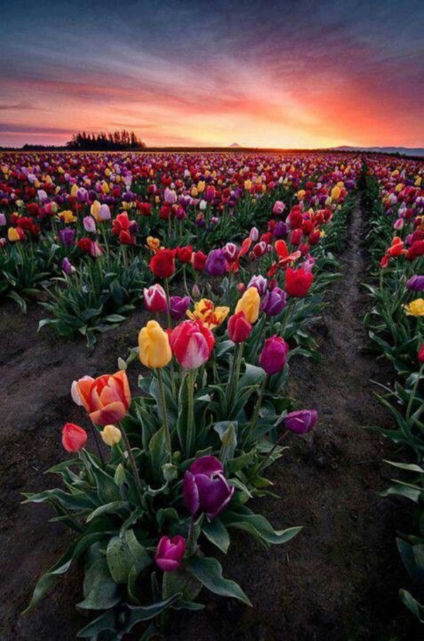 Fascinating Tulip field Pictures Never to be Missed (45)