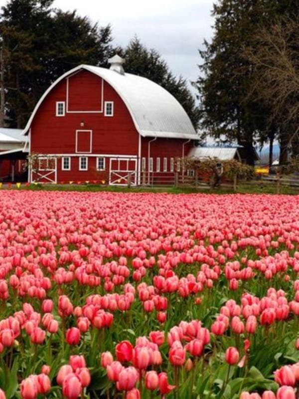 Fascinating Tulip field Pictures Never to be Missed (5)