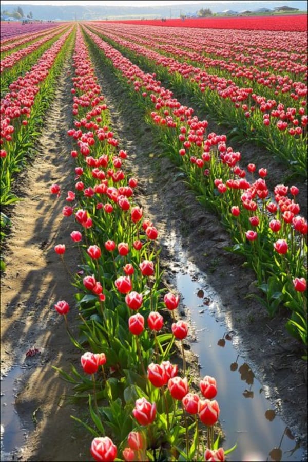 Fascinating Tulip field Pictures Never to be Missed (6)