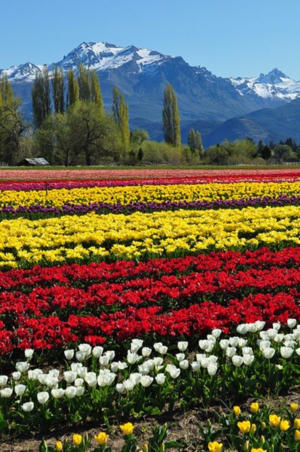 Fascinating Tulip field Pictures Never to be Missed (7)