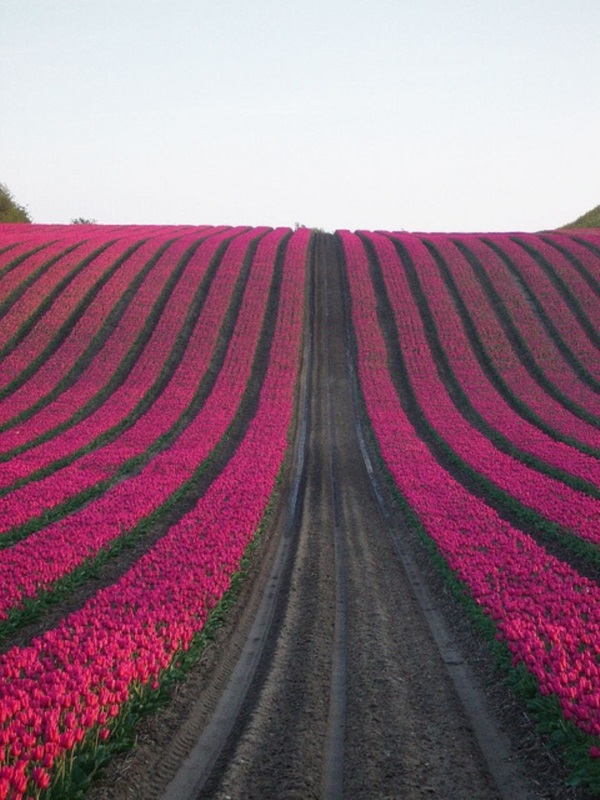 Fascinating Tulip field Pictures Never to be Missed (8)