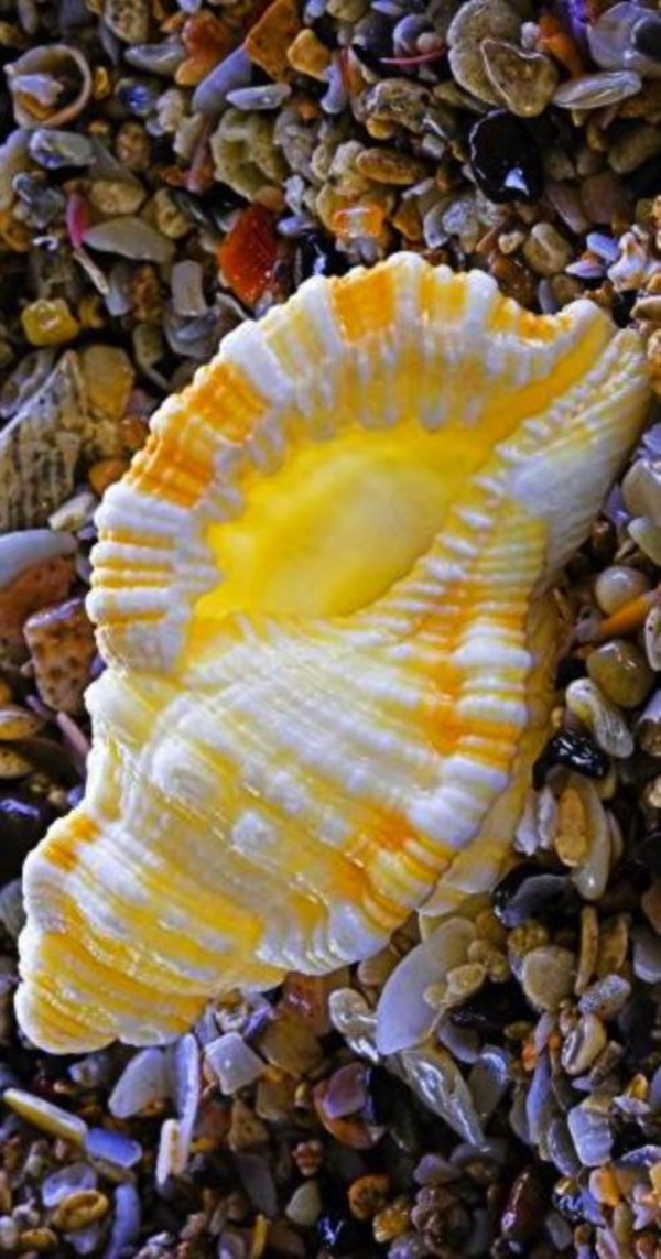 Shell, A Gift From the Sea (12)