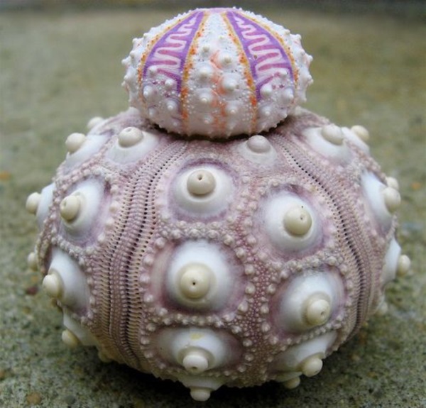 Shell, A Gift From the Sea (13)