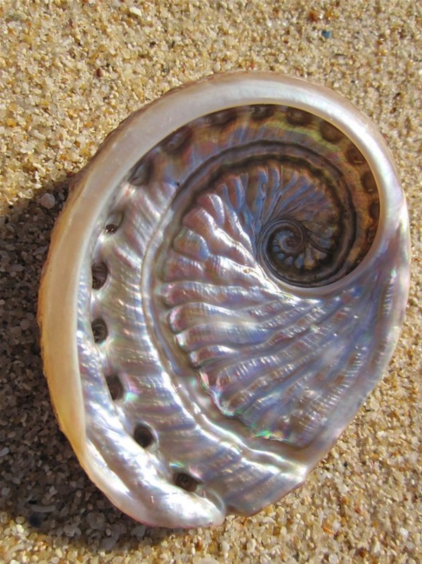 Shell, A Gift From the Sea (14)