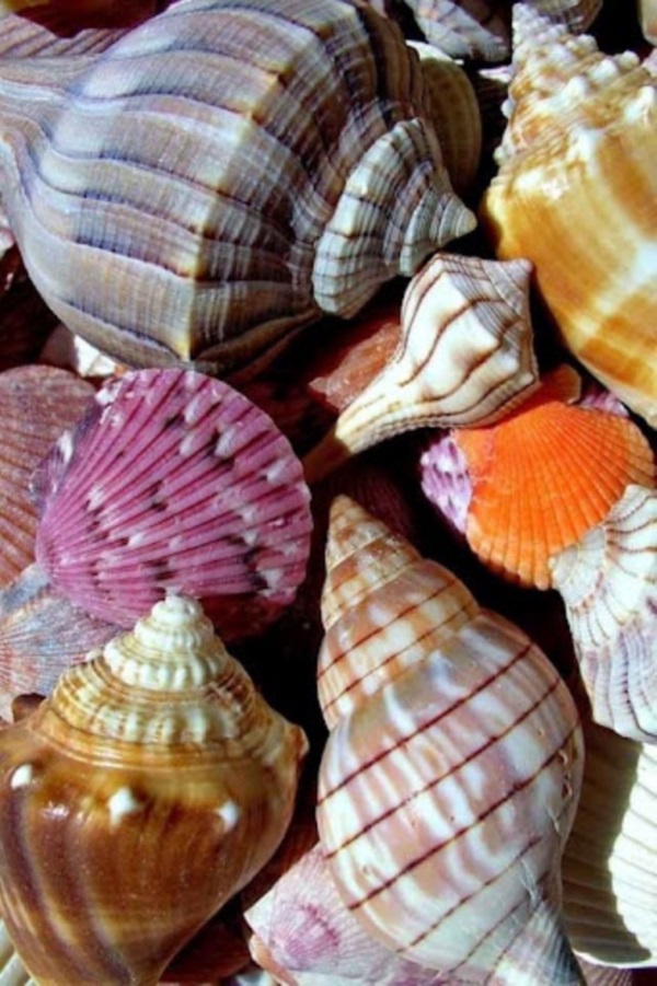 Shell, A Gift From the Sea (16)