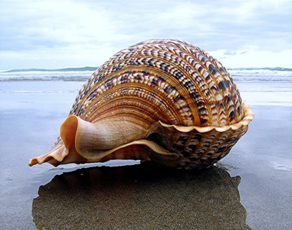 Shell, A Gift From the Sea (25)