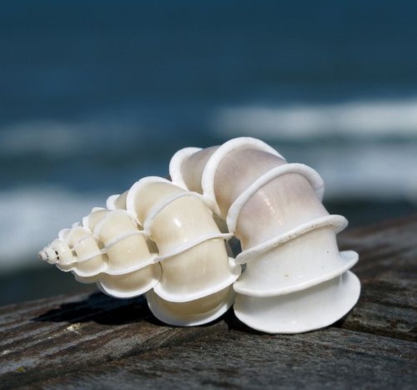 Shell, A Gift From the Sea (40)