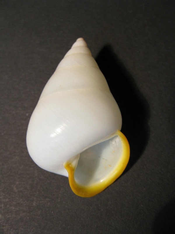 Shell, A Gift From the Sea (43)