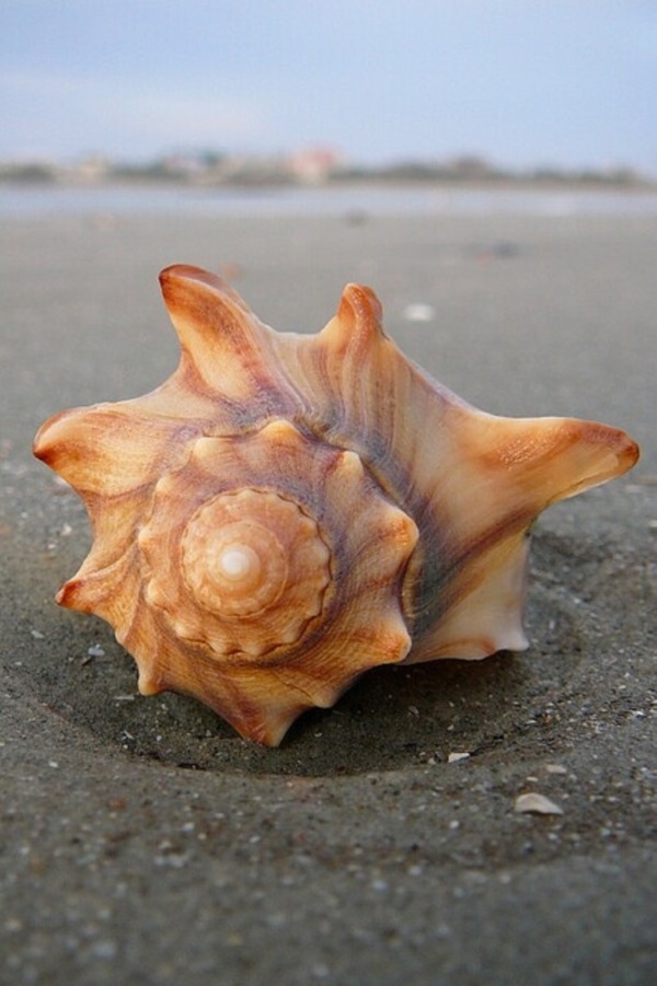 Shell, A Gift From the Sea (48)