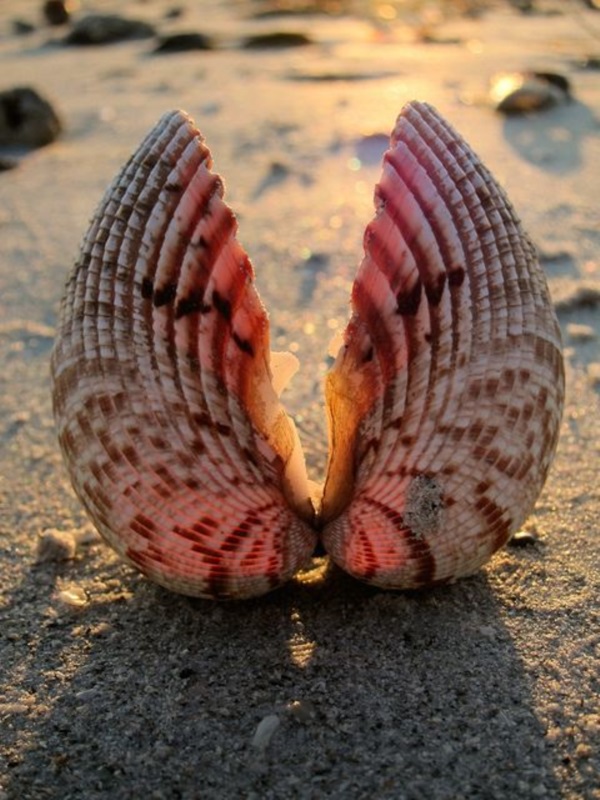 Shell, A Gift From the Sea (6)