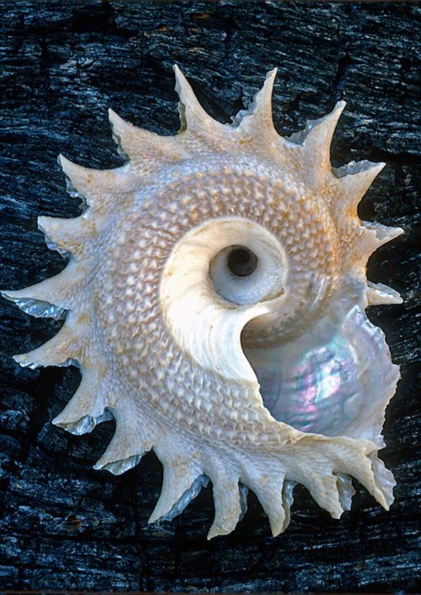 Shell, A Gift From the Sea (7)