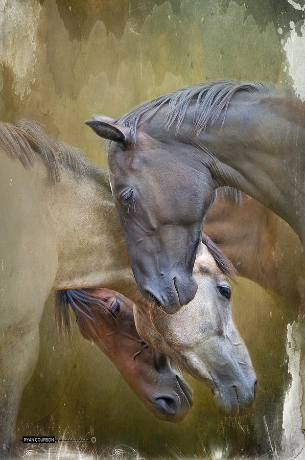 equine art 14