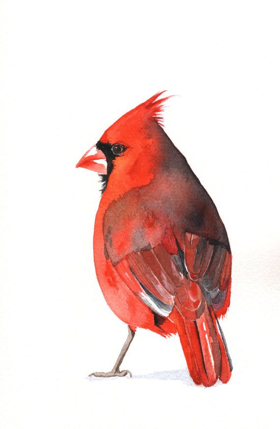 bird art 19