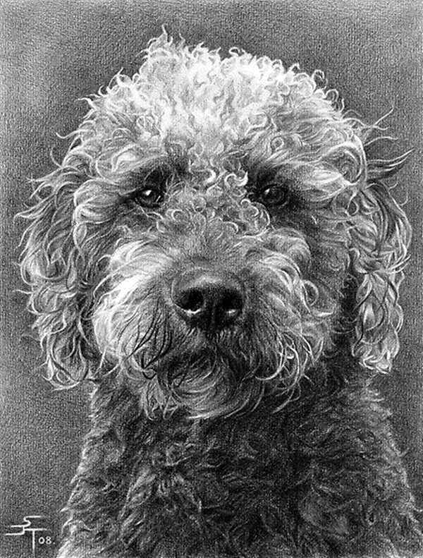 Realistic Animal Pencil Drawings (10)