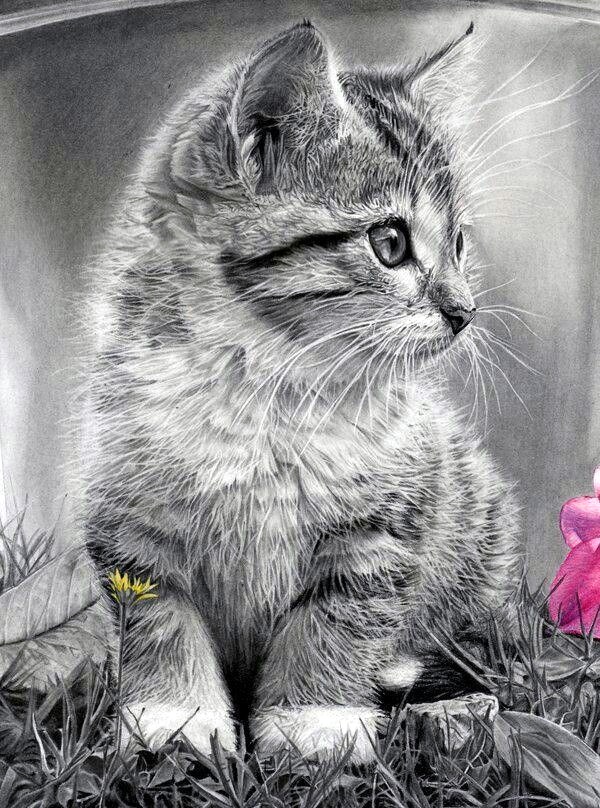 Realistic Animal Pencil Drawings (12)