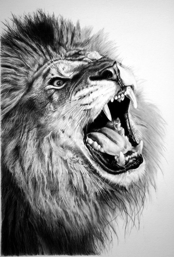 Realistic Animal Pencil Drawings (16)