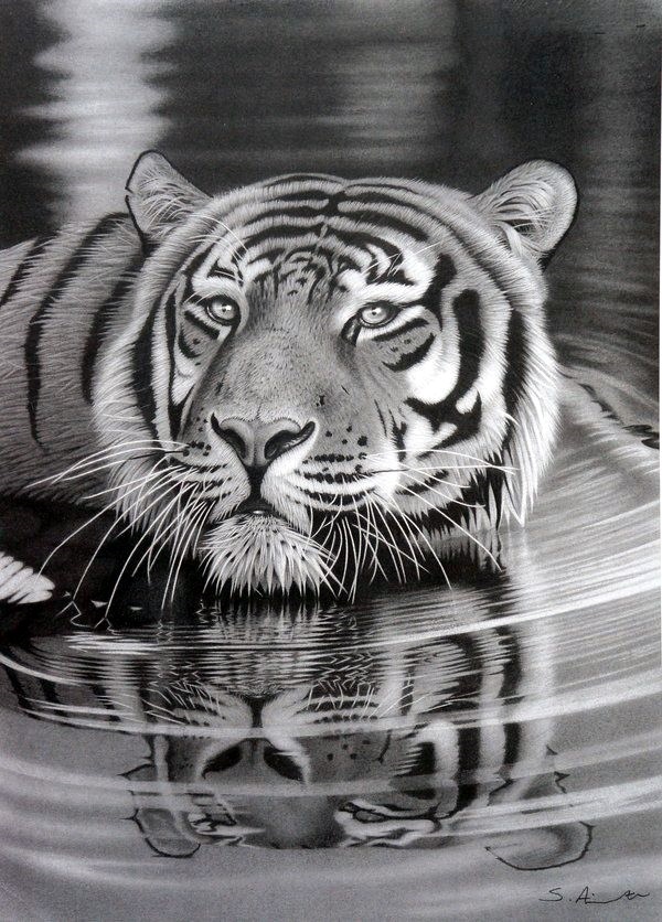 Realistic Animal Pencil Drawings (17)