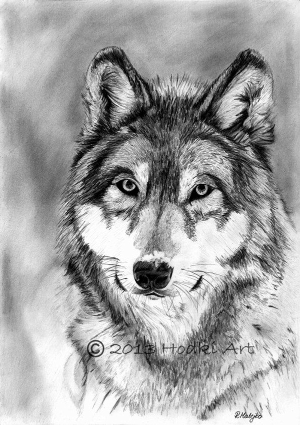 Realistic Animal Pencil Drawings (26)