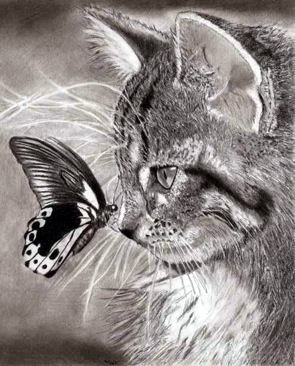 Realistic Animal Pencil Drawings (28)