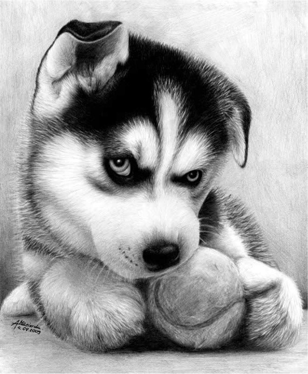 Realistic Animal Pencil Drawings (29)