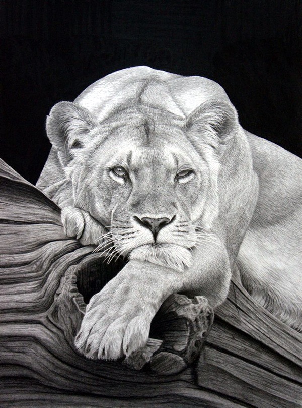 Realistic Animal Pencil Drawings (32)