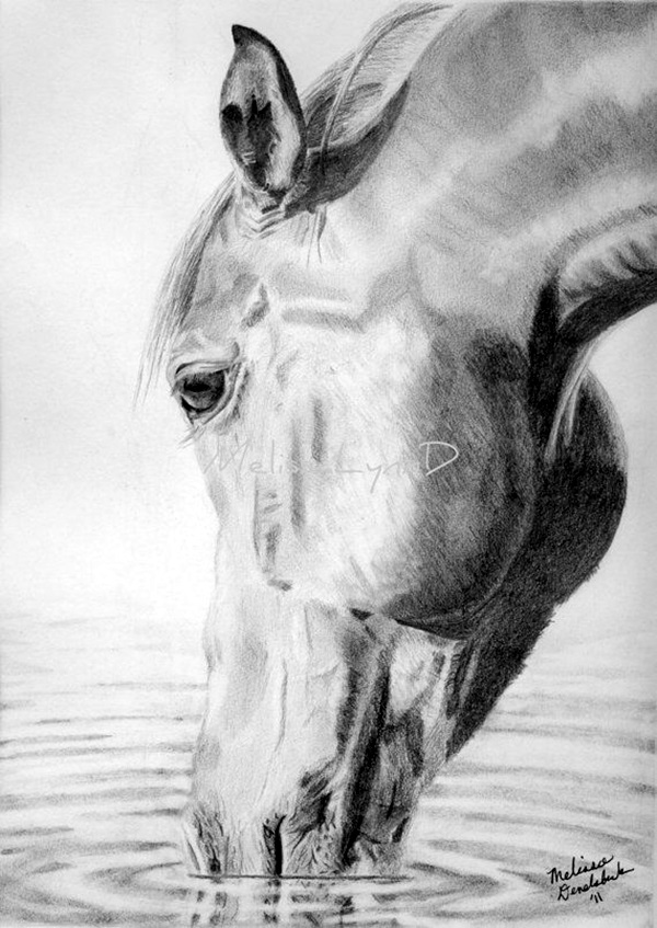 Realistic Animal Pencil Drawings (34)